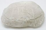 8.7" Fossil Tortoise (Stylemys) - Wyoming - #197486-2